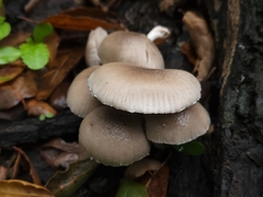 Coprinopsis