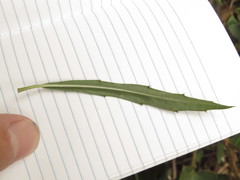 Telanthophora liebmannii