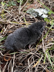 Blarina carolinensis