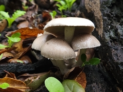 Coprinopsis