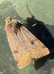 Cerastis faceta