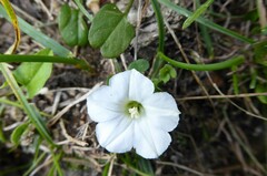 Convolvulus waitaha