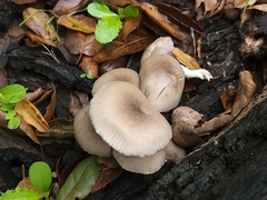 Coprinopsis