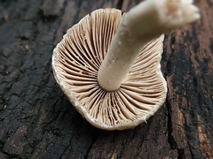 Coprinopsis