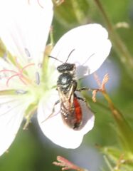 Sphecodes