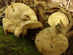 Lactarius