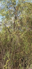 Varronia revoluta