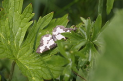 Lomaspilis marginata