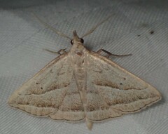 Macrochilo absorptalis