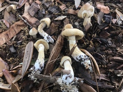 Agrocybe sororia