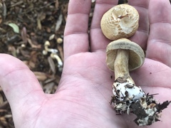 Agrocybe sororia