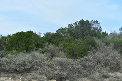 Juniperus ashei