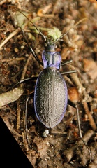 Carabus intricatus