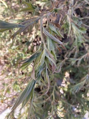 Bassia scoparia