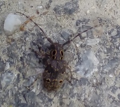 Mesosa curculionoides