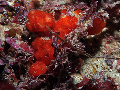 Polysyncraton lacazei