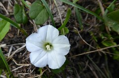 Convolvulus waitaha
