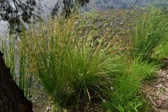 Carex appressa