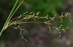 Juncus aridicola