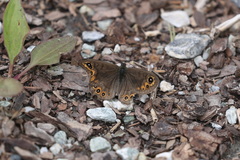 Lasiommata petropolitana