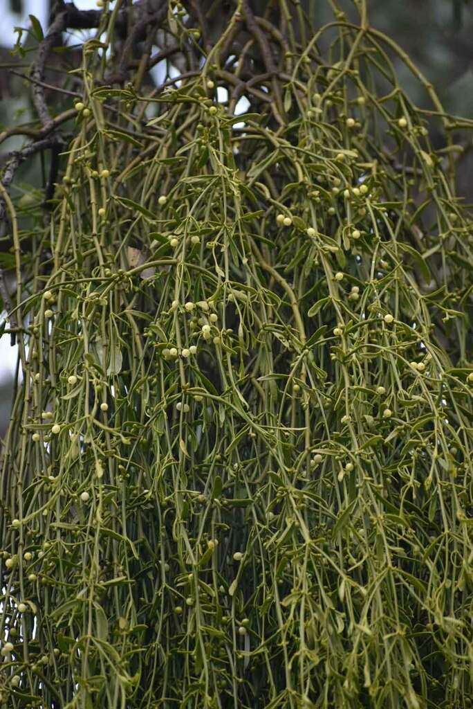 Leafy Jointed Mistletoe