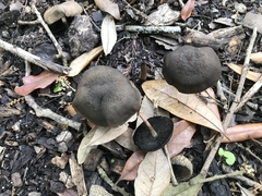 Panaeolus acuminatus