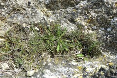 Chaerophyllum novae-zelandiae