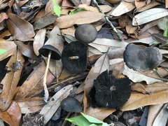 Panaeolus acuminatus