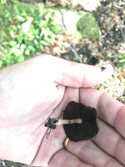 Panaeolus acuminatus