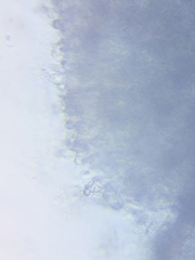 Cuphophyllus angustifolius