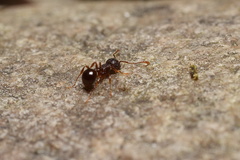 Pristomyrmex punctatus