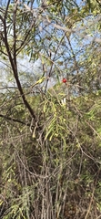 Varronia revoluta