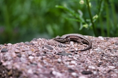 Podarcis muralis
