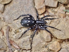 Nyssus albopunctatus