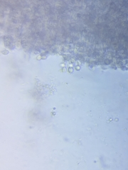 Cuphophyllus angustifolius