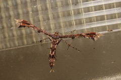 Nippoptilia vitis