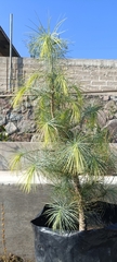 Pinus maximartinezii