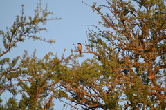 Microspingus melanoleucus