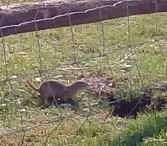 Spermophilus citellus