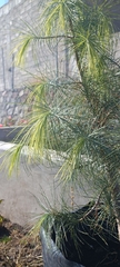 Pinus maximartinezii