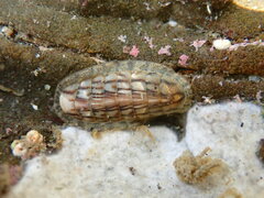 Ischnochiton maorianus