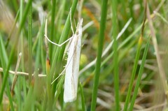 Orocrambus ramosellus