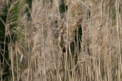 Locustella luscinioides