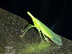 Melicharoptera