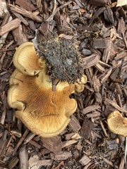 Paxillus cuprinus
