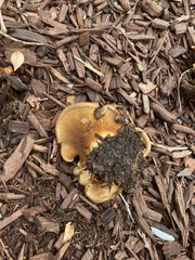 Paxillus cuprinus