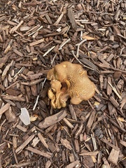 Paxillus cuprinus