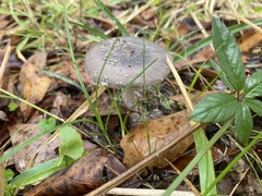 Amanita sororcula