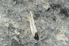 Orocrambus ramosellus