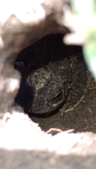 Rhinella dorbignyi